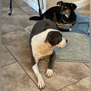 Meet your Posher, Sophia